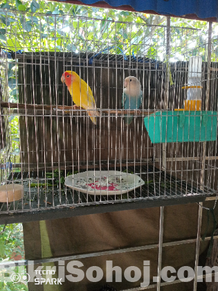 এক জোড়া রানিং লাভবার্ড পাখি হাত বদল হবে